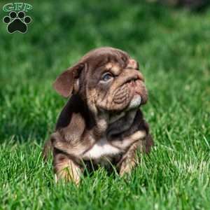 Chanel Cocoa, English Bulldog Puppy